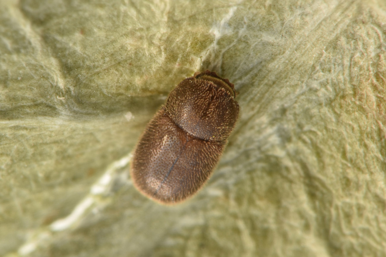 Ciidae: maschio di Cis chinensis? Cis aff. chinensis